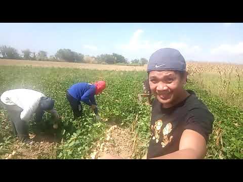 Video: Pag-aani ng Singkamas - Kailan Handa na Mamitas ang Singkamas