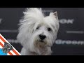 Westie grooming guide - My favourite dog