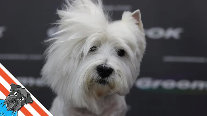 Westie grooming guide - My favourite dog