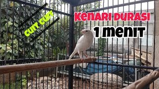 Download Lagu kenari durasi 1 menit || masteran kenari MP3