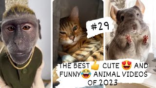 THE BEST👍 CUTE 😍 AND FUNNY😂 ANIMAL VIDEOS OF 2023 #29 😃😊🐶🐱🐰🐼