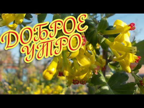 Доброе утро! ❤️ Желаю счастья и здоровья! ❤️ Музыкальная открытка с пожеланиями ❤️