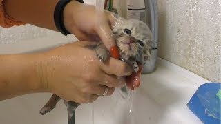 First bath and Feeding a weak street kitten  Whole story