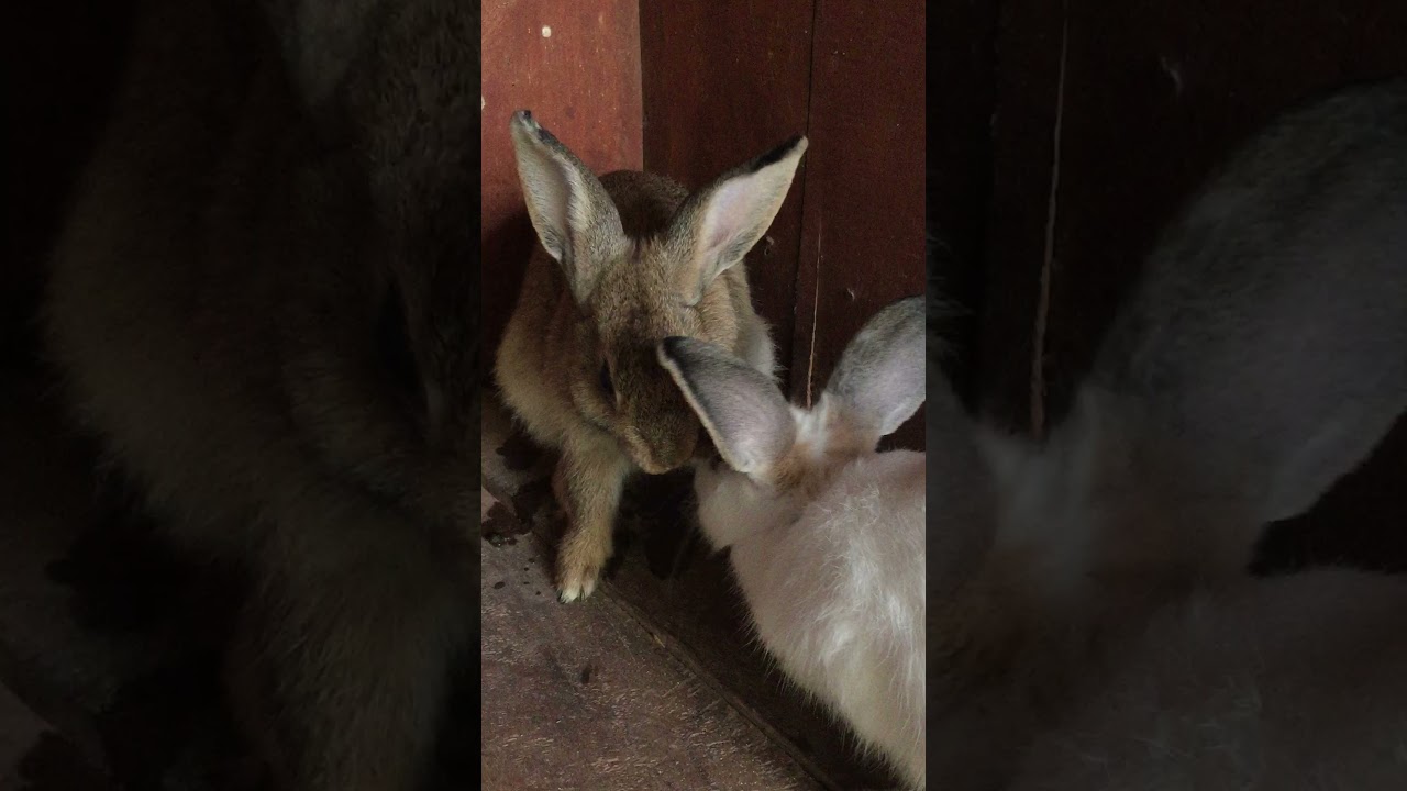 🐇BLACK RABBIT RELAXED, Rabbit Family Eating Challenge, Rabbids Invasion ...