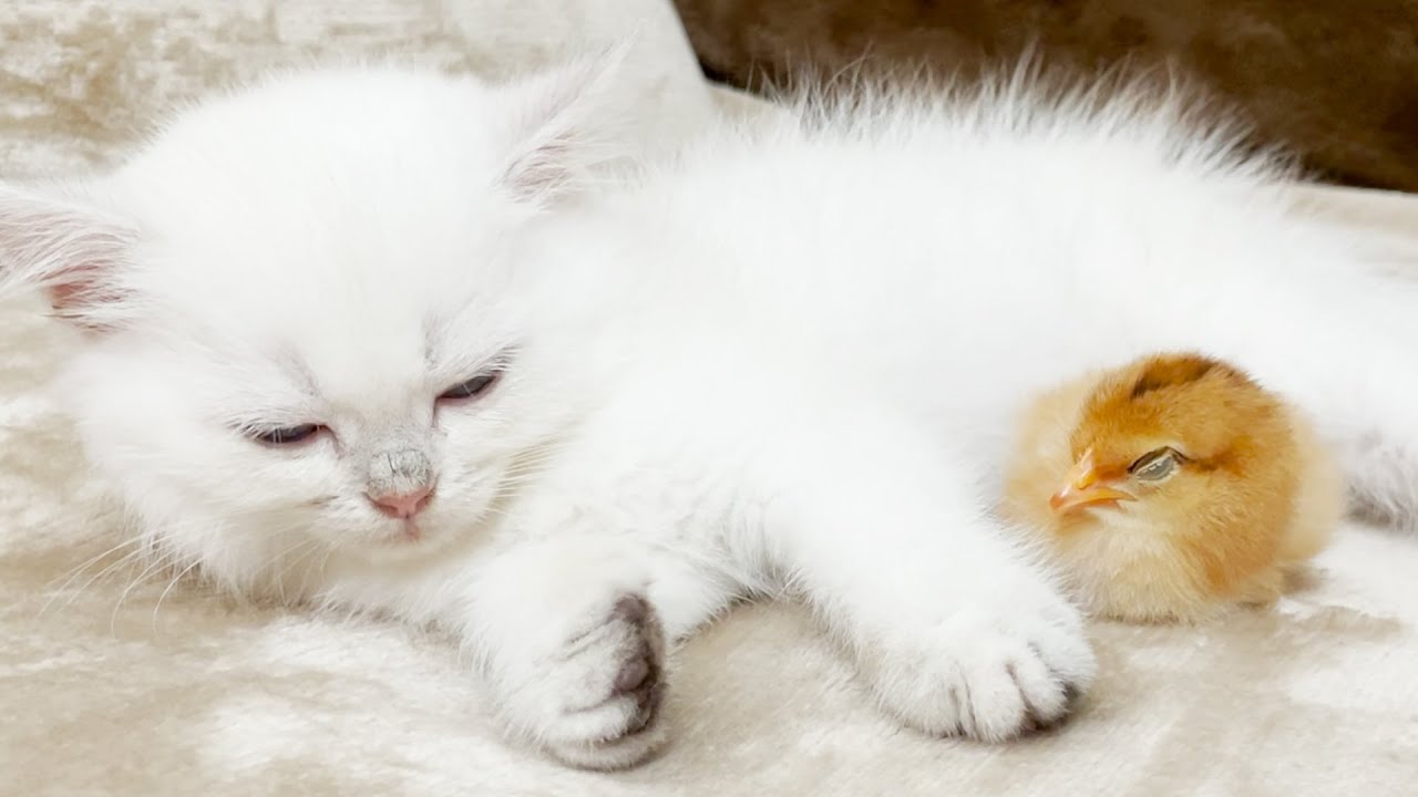 Kitten sleeps with chicks🐥 - YouTube