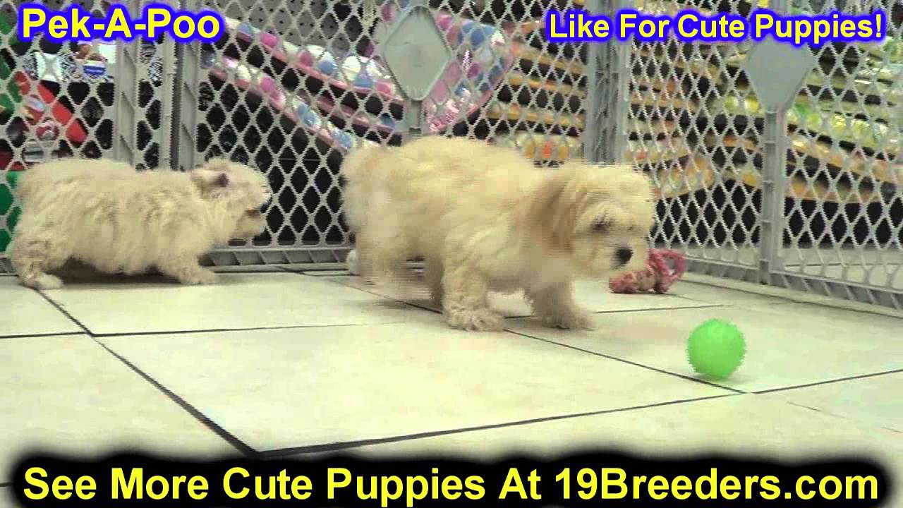 Pek A Poo, Puppies, Dogs, For Sale, In New York, New York, NY