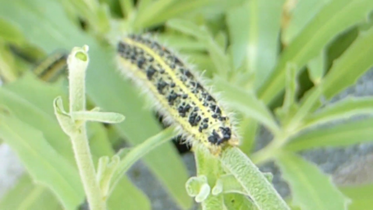 Cabbage white caterpillar - Pieris brassicae - Kálskjanni - Fiðrildalirfur