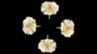 Blooming Flowers   Pyramid Hologram Screen Up