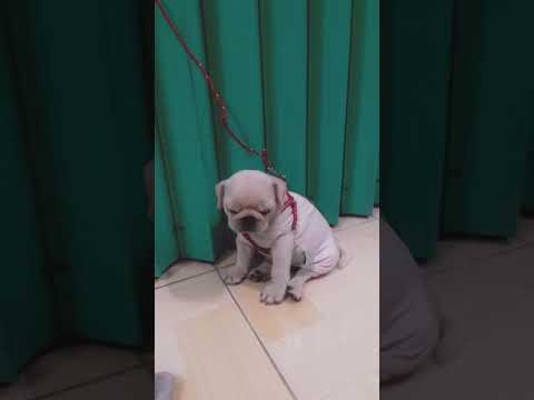 Video [Pug Trắng] Bư bị phạt.. Ngồi ngủ gật lun.. | #Shorts - youtube