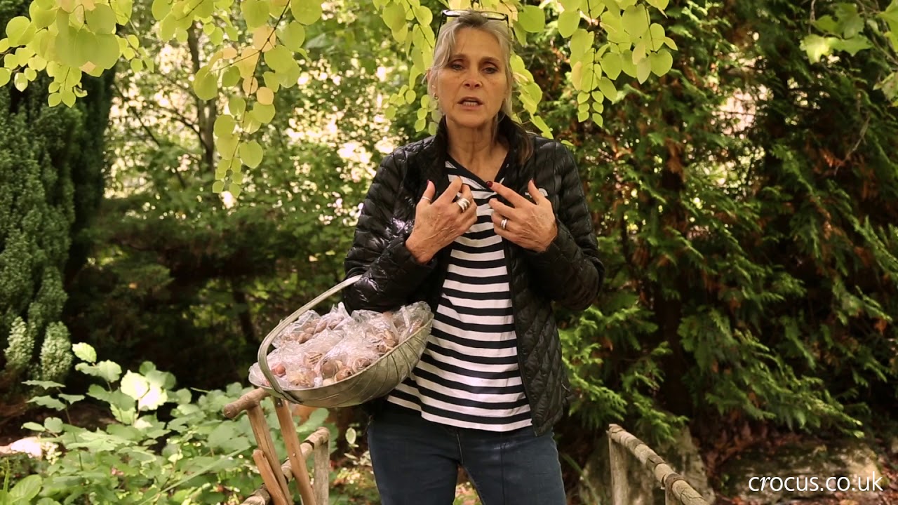 Designing with bulbs