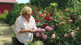 'Love Song' Floribunda Rose Review