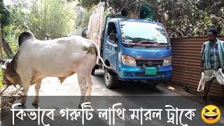 কিভাবে গরুটি লাথি মারল ট্রাকে | গরুর ভিডিও | Cow Video | Funny Video | Bangladesh