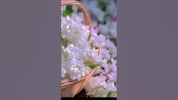 سورة المؤمنون الشيخ ياسر الدوسري #explore #اكسبلور #المصحف #لايك #yasseraldossary #تلاوة_خاشعة