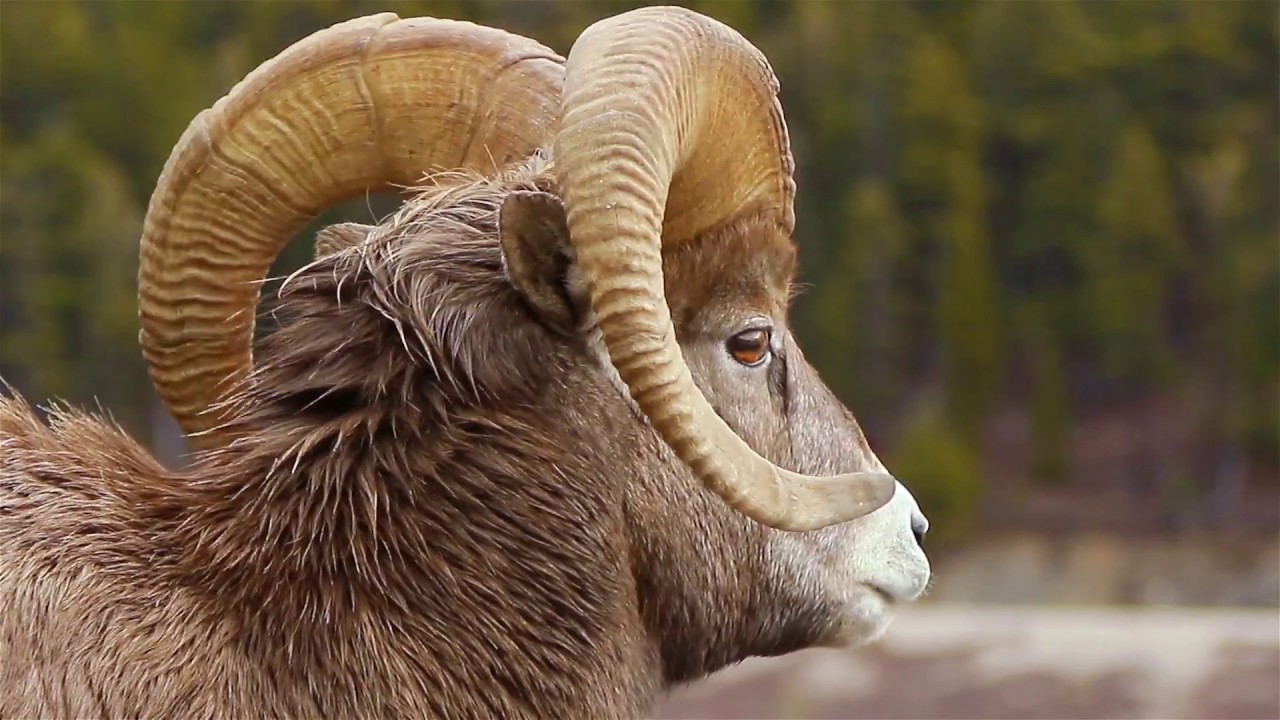 Wild Canadian Animals YouTube