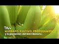 Murrapo: Cultivo, Procesamiento y Exportación del Mini Banano - TvAgro por Juan Gonzalo Angel