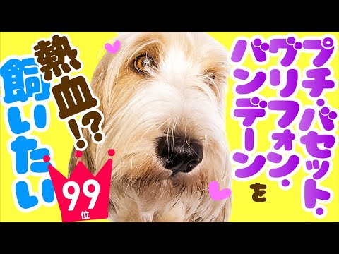 ❤️人気99位【プチ・バセット・グリフォン・バンデーンってどんな犬？】子犬の価格や性格、寿命、飼いやすさは？ カワイイ動画でチェック！