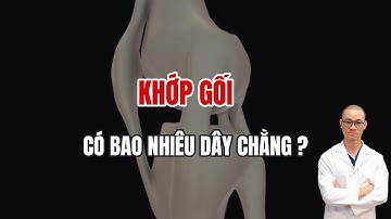 Bác Sĩ Giải Thích: Toàn Bộ Về Dây Chằng Khớp Gối