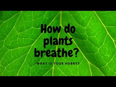 ვიდეო: როგორ ეხმარება ოსპი მცენარეების სუნთქვას?