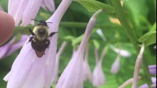 High-five bumblebee!