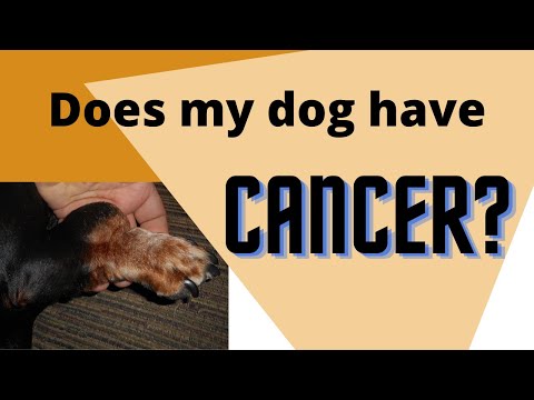 Is My Dog&rsquo;s Lump CANCER?