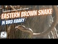 Eastern Brown in Bird Aviary - Stanthorpe