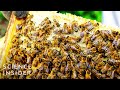 The Importance of Bees