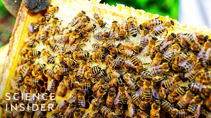 Why Bees Going Extinct Could Mean No More Ice Cream Or Avocados