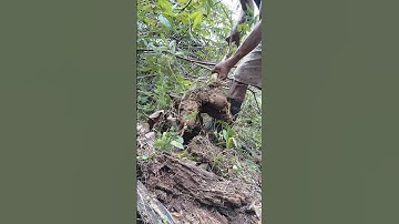 Cassava harvesting part 979 #shorts #farming #cassava #nature  #cassavaroots #cassavafarming