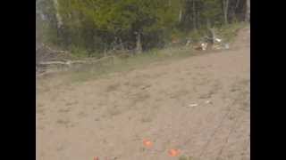 1 lb shockwave vs. tree