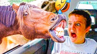 Best Fails of The Week\/ animal vs people 🤣 Funniest Fails Compilation\/ Funny Video 🤣🤣