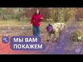 Мы вам покажем: Пересадка растений