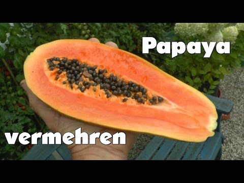 Video: Pfeffersamen Zubereiten, Keimen Und Pflanzen