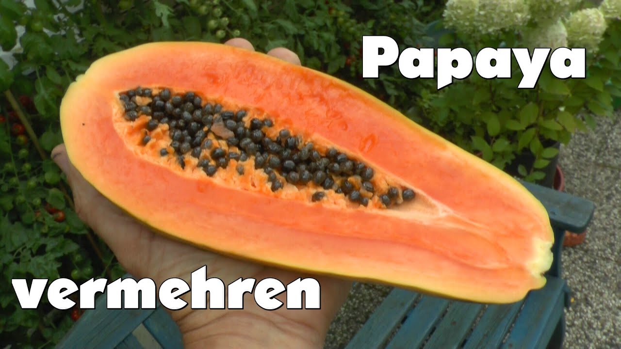 Papaya durch Samen vermehren growing - YouTube