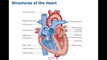 Chapter 17 Control of Cardiovascular Function BIO216