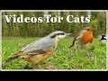 Cat tv  for cats  birds extravaganza  7 hours of tv for cats with beautiful bird sounds 