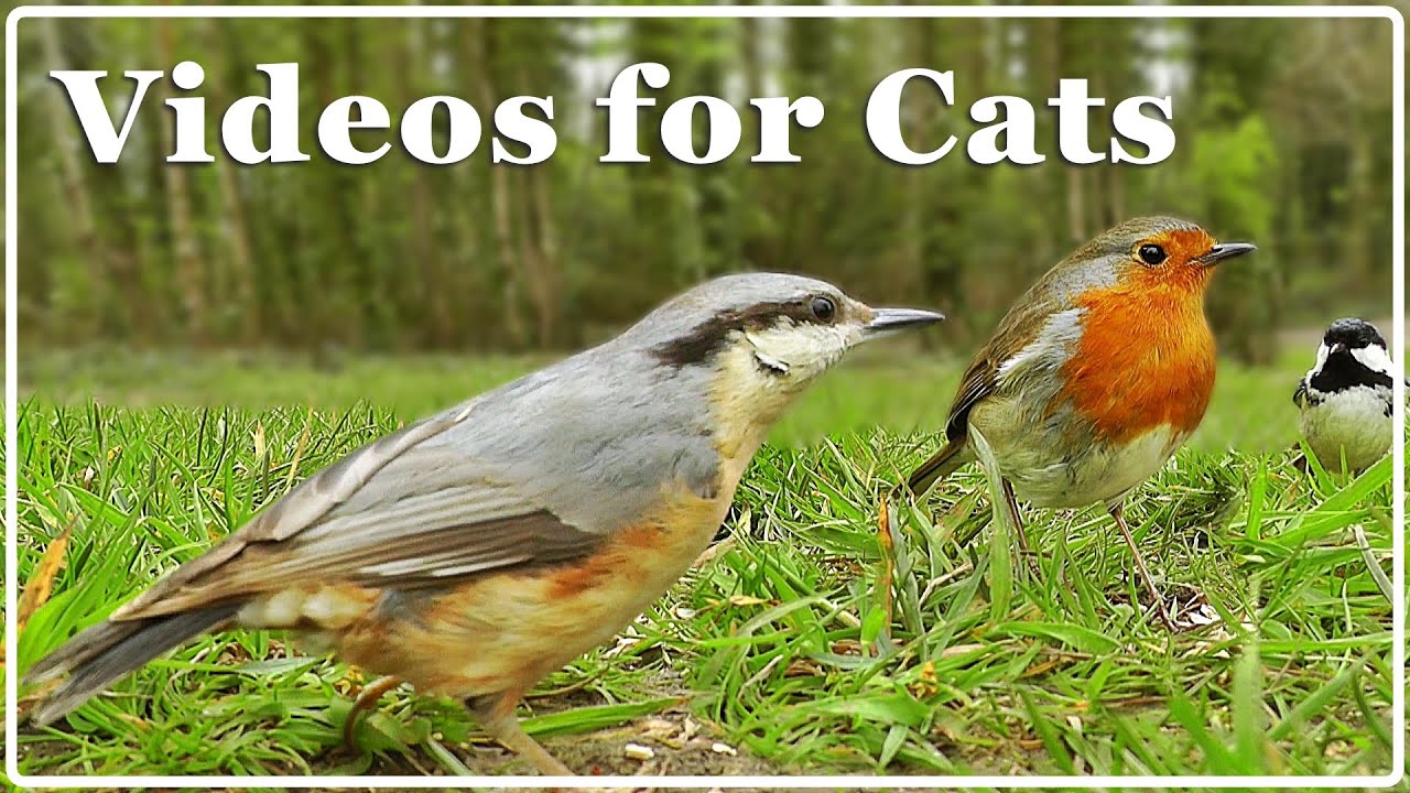 Cat TV - Video for Cats - Birds Extravaganza : 7 Hours of TV for Cats with Beautiful Bird Sounds ✅