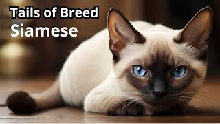 Tails of breed  Siamese