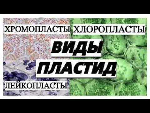 Типы ПЛАСТИД и их функции ЕГЭ