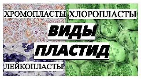 Типы ПЛАСТИД и их функции ЕГЭ
