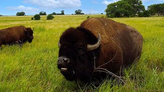 2,500 lbs Buffalo! | Black Kettle Buffalo Ranch