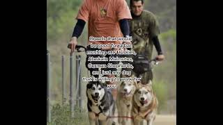 Urban Mushing Or Dry Land Sledding