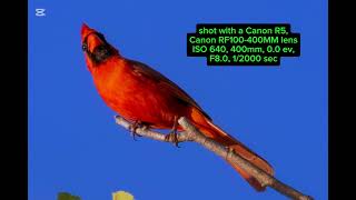 Cardinal