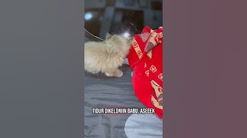 Thumbnail of BOLU mau sing a song dulu laaah😽 #cat #catlover #kucinglucu #kucing #kitten #kitty #bolu