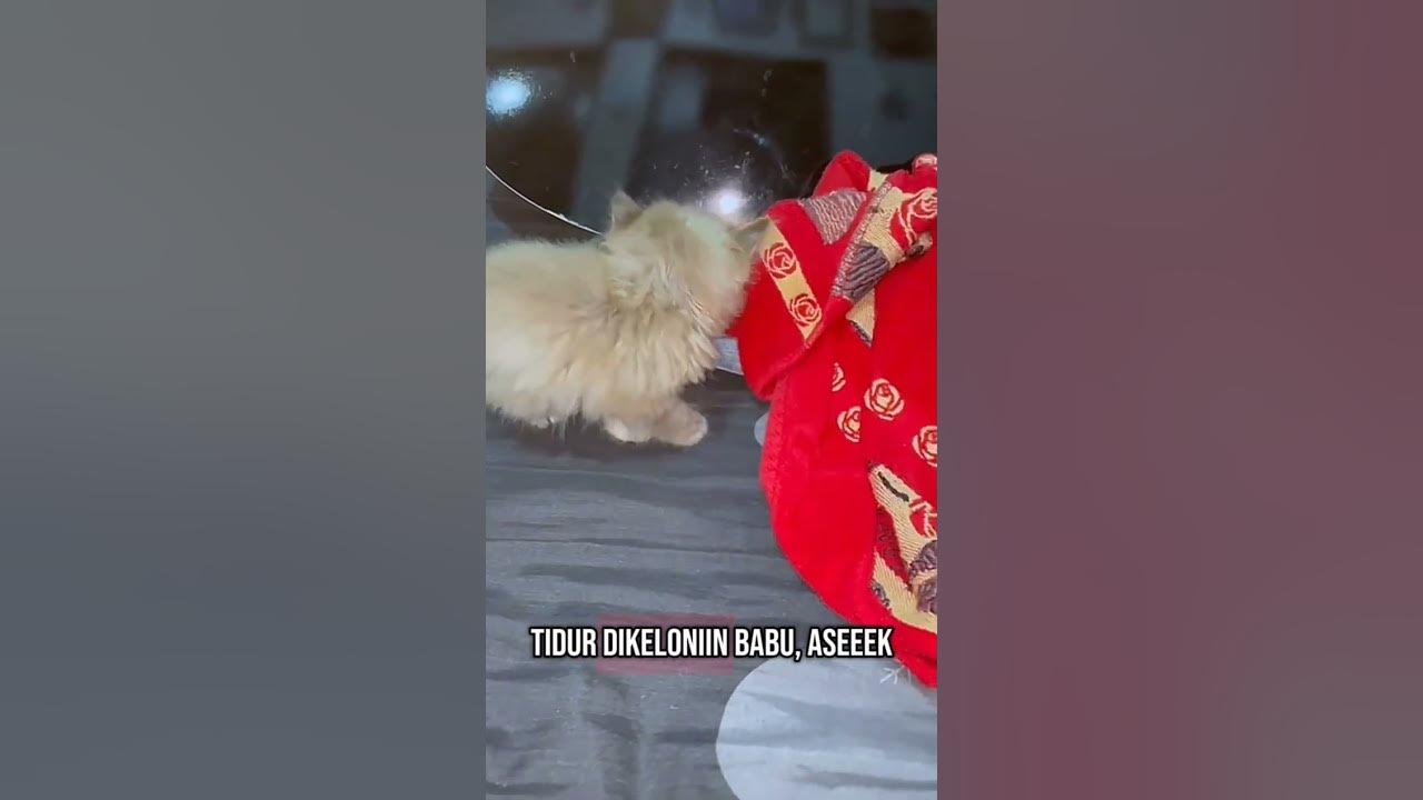 BOLU mau sing a song dulu laaah😽 #cat #catlover #kucinglucu #kucing #kitten #kitty #bolu