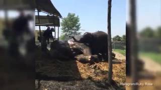 Ruby Rose and Phoebe Dahl watch elephants in Nepal   Daily Mail Online