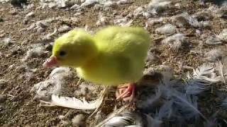 Surprise on the Farm!