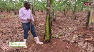 Seeds of Gold: Managing your banana plantation
