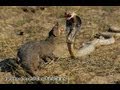 Mangoose And Snake Fight 