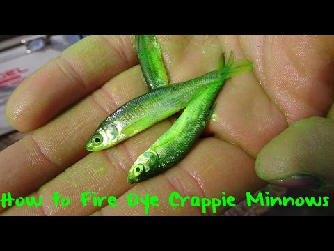 How To Fire Dye Crappie Minnows