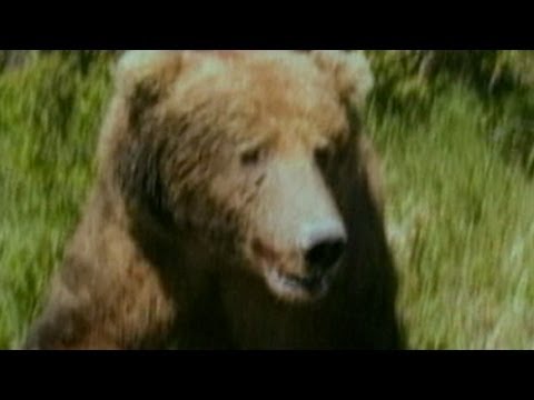 Hiker Photographs Grizzly Bear Just Before Deadly Attack